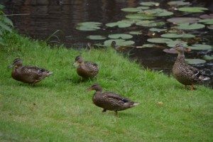 July Ducks