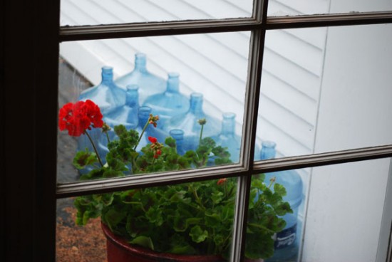 window_flower